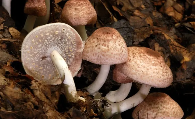 agaricus subrufescens