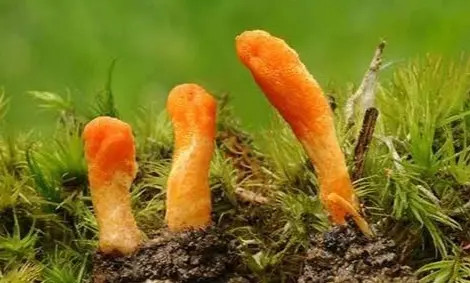 cordyceps-sinensis