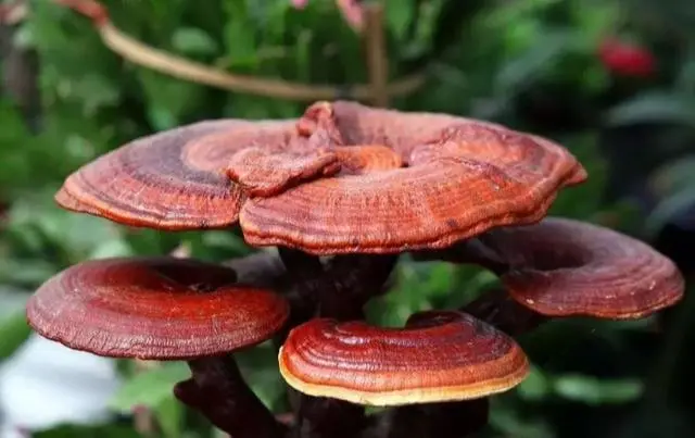 Maitake Mushroom Extract