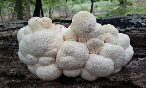 hericium erinaceus